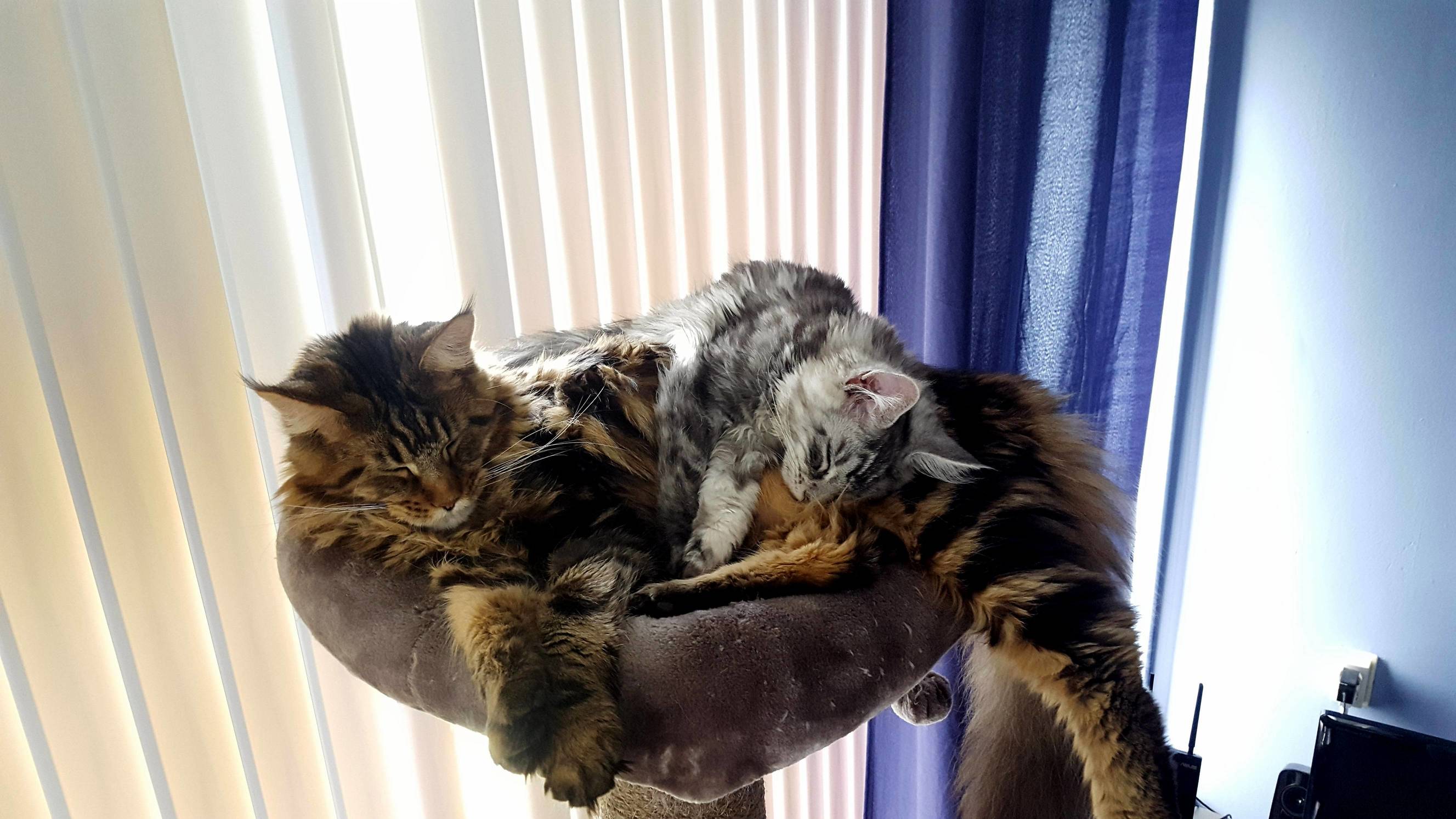 Its been a few days but my cat and new kitten finally go along