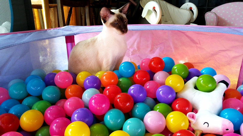 Leeloo didnt realise how much fun it would be when she jumped into the ball pit