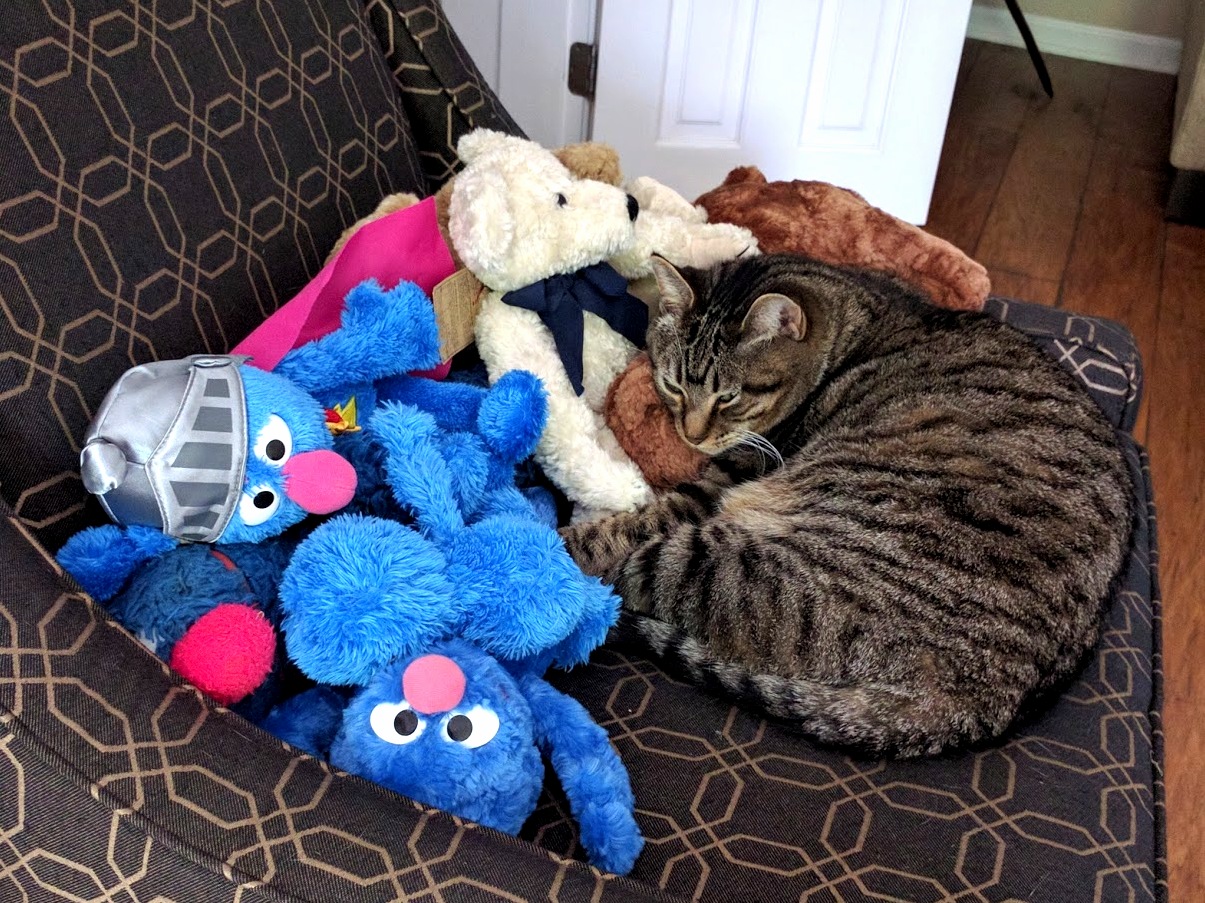 My cat with grover friends