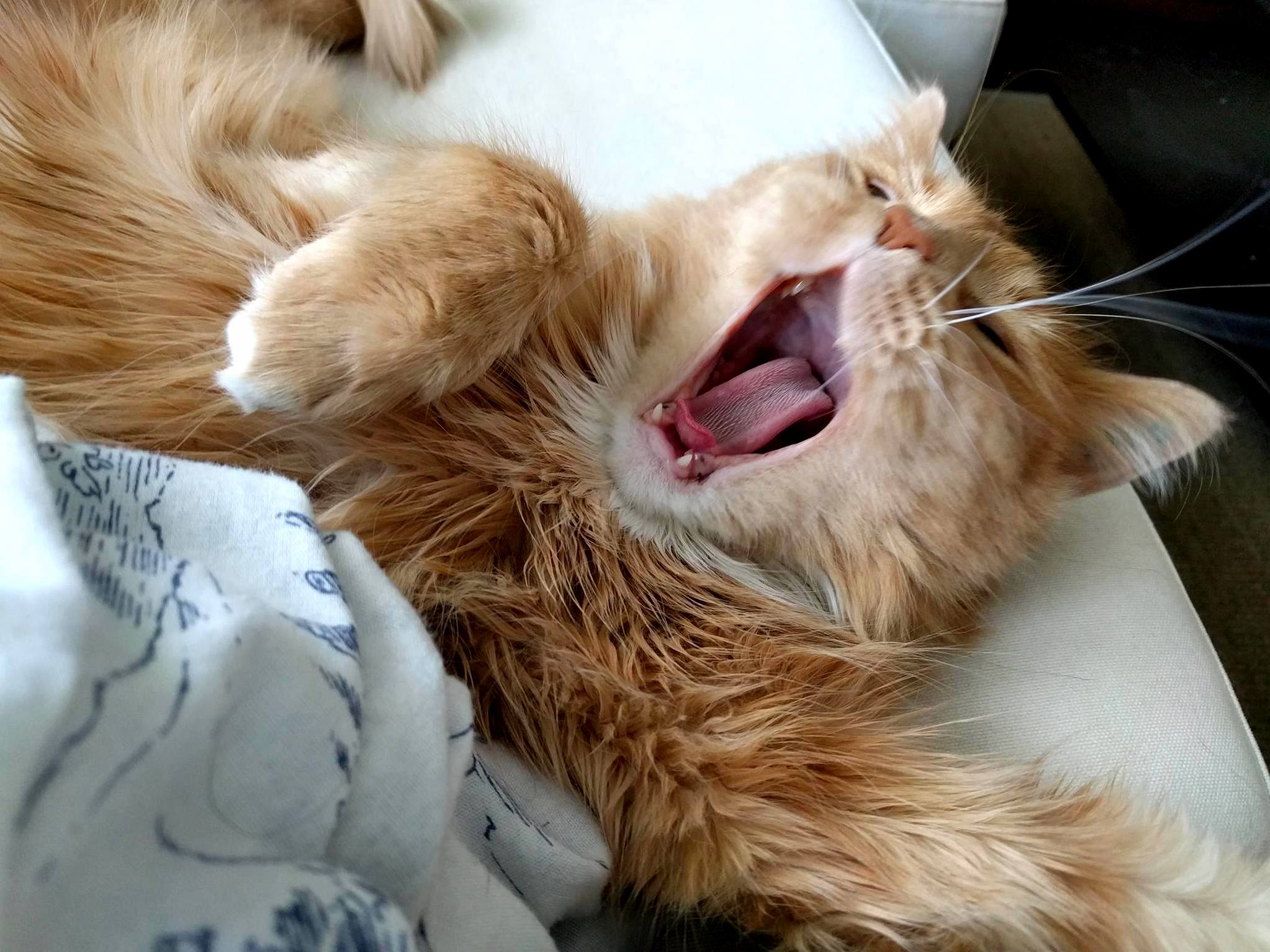 My cat yawning might be one of the most adorable things ever