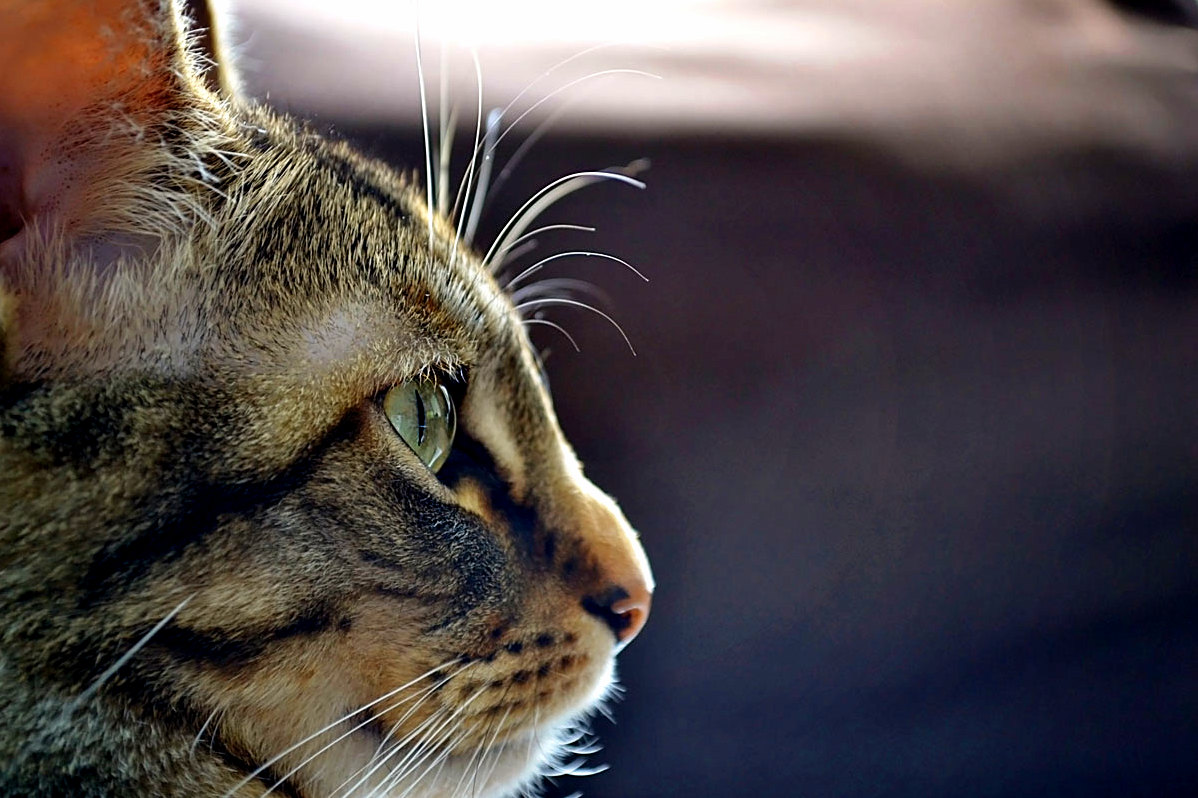 My cats silly eye whiskers