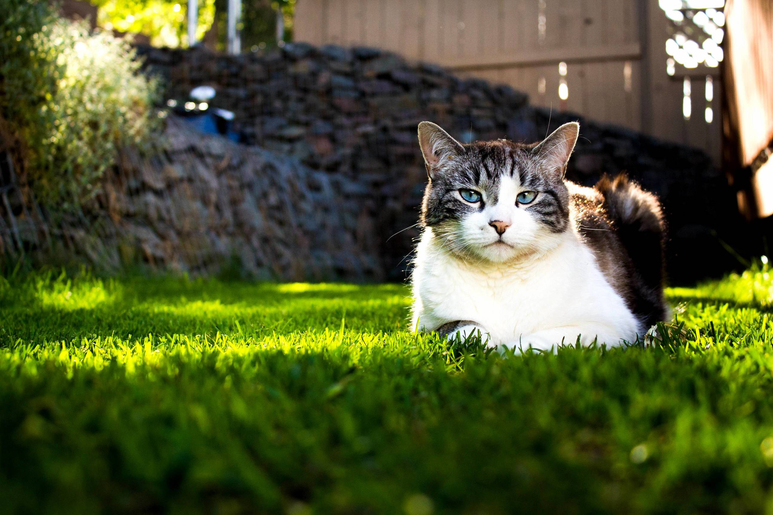 My handsome boy ringo chillin out.