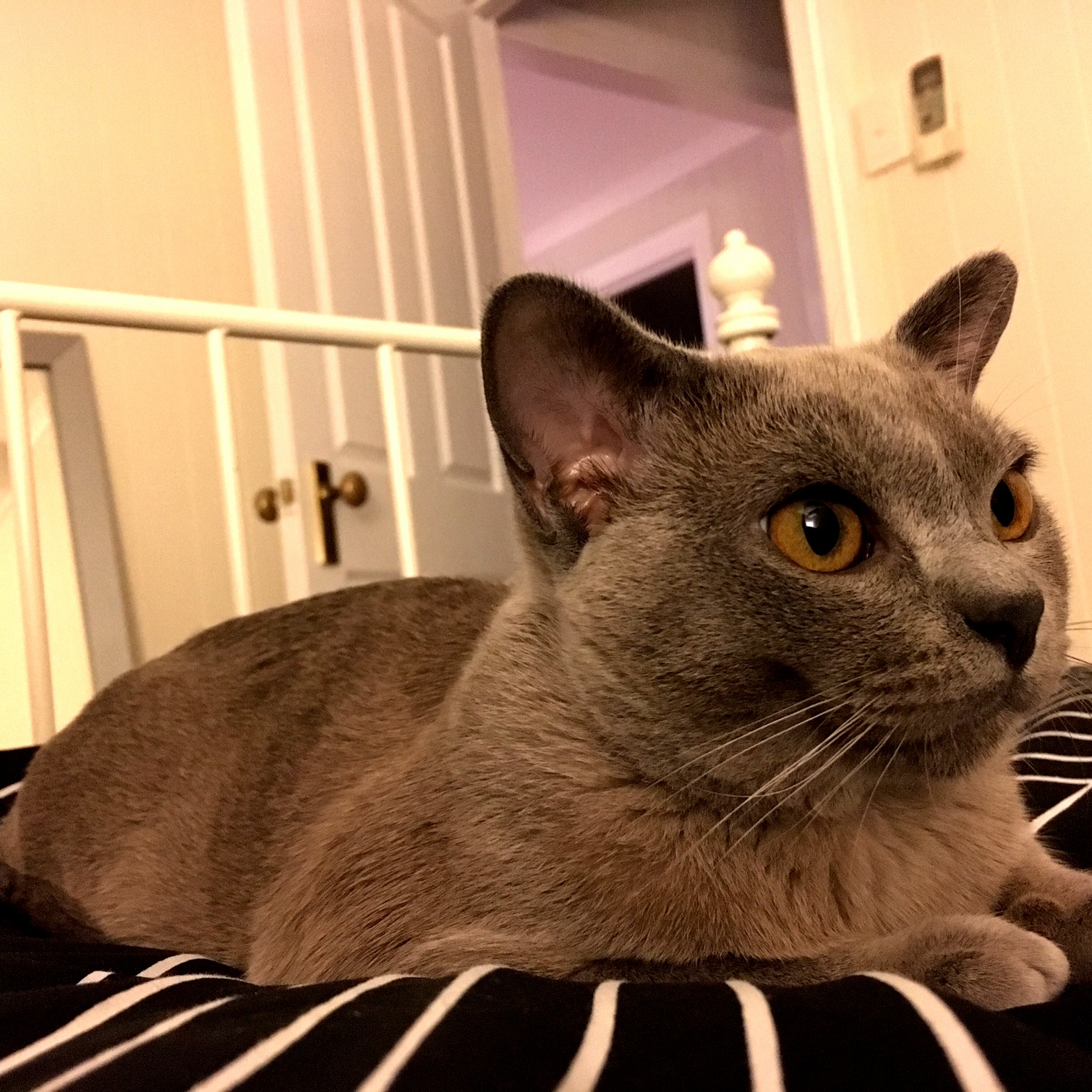 My little blue burmese