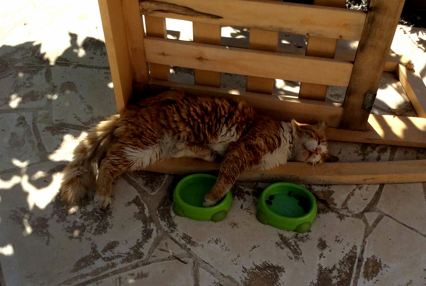 My mother has a habit of feeding strays… some cant handle it