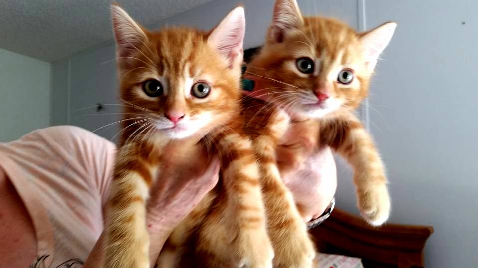Newest rescue kittens are twin tabby boys