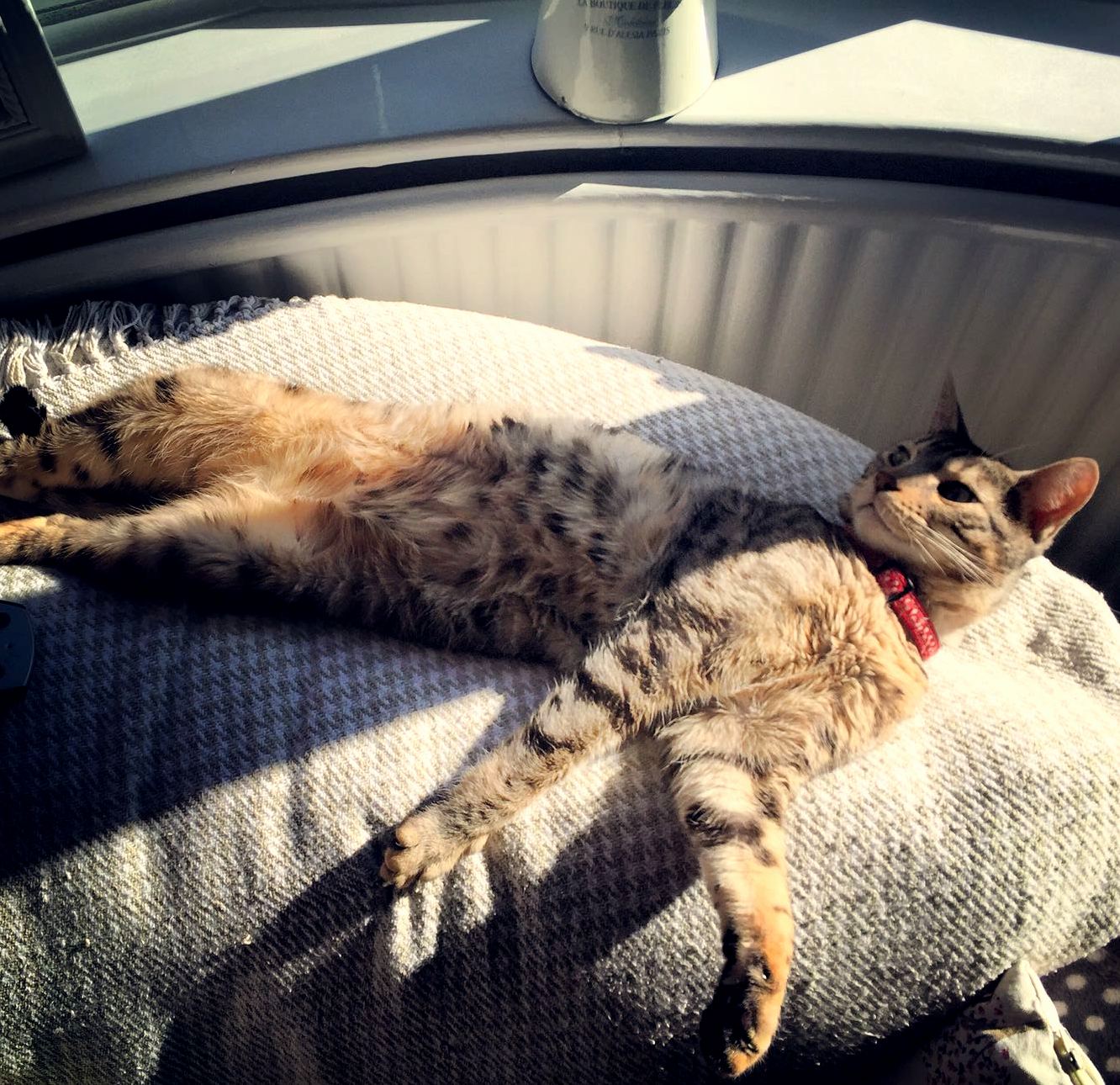 Nothing about this twisted sunbathing gesture looks comfortable.