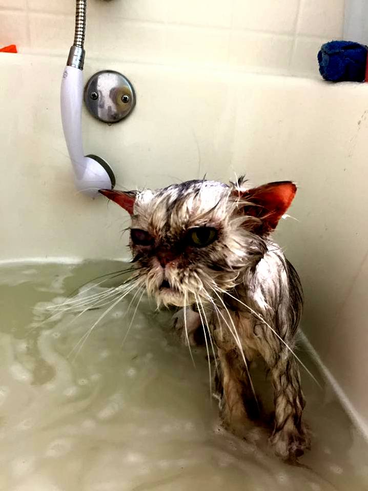 Old lady wrigley is not a fan of bath time.