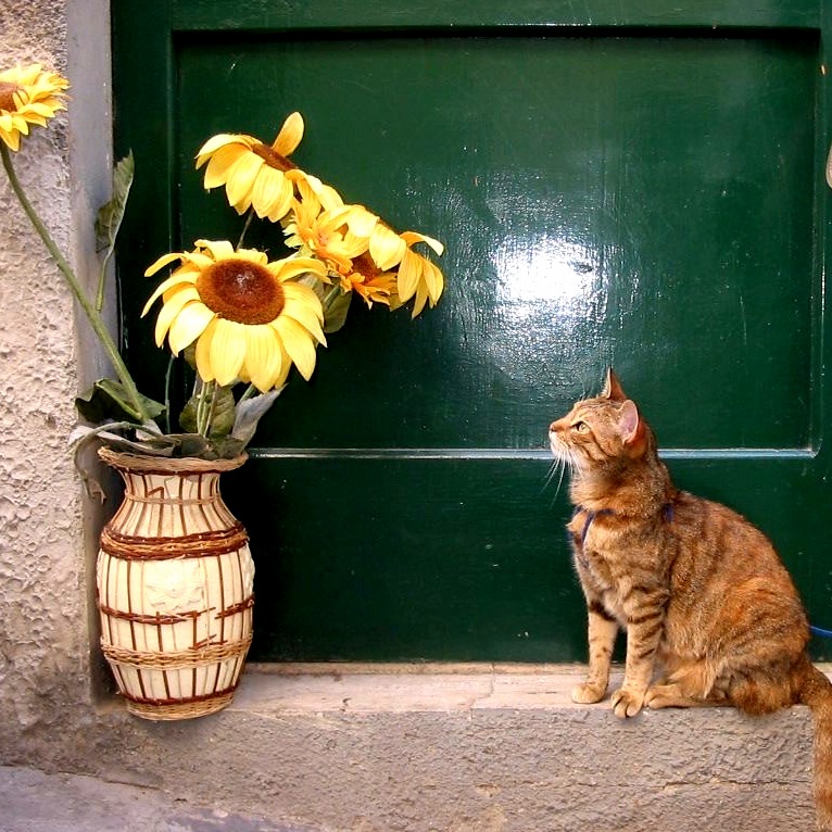 Oltrarno street cat 2006