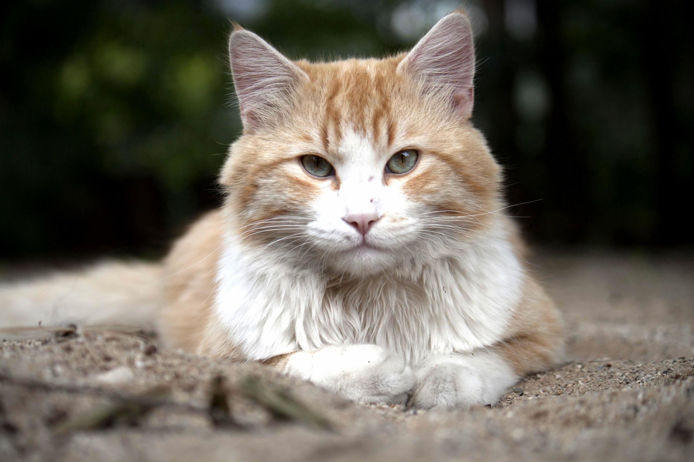 Our neighbor kitty – william cattis