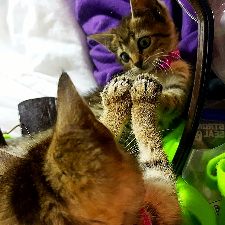 Our new kitten plays patty-cake in the mirror xpost raww