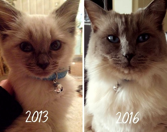 Phoebe is all grown up