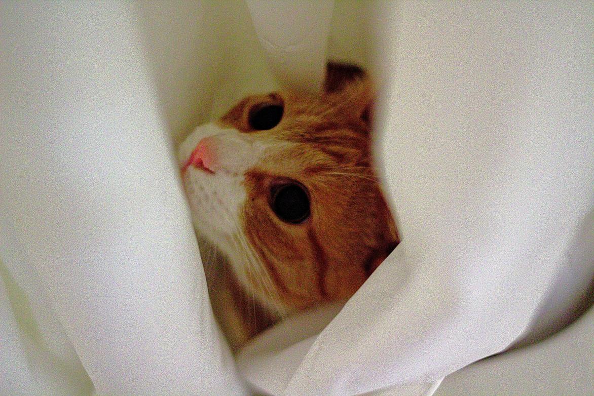 Pingo playing in the shower curtain just look at those eyes…