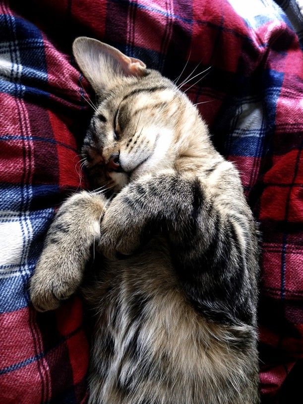 She loves my heater blanket