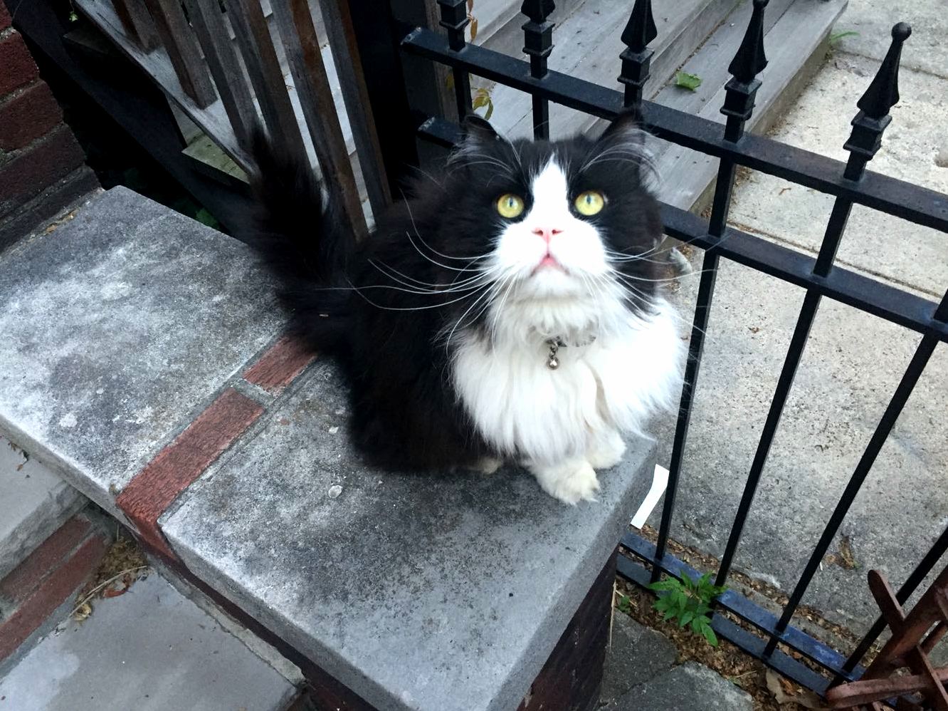 This is minkus. he lives on our next door neighbors stoop.