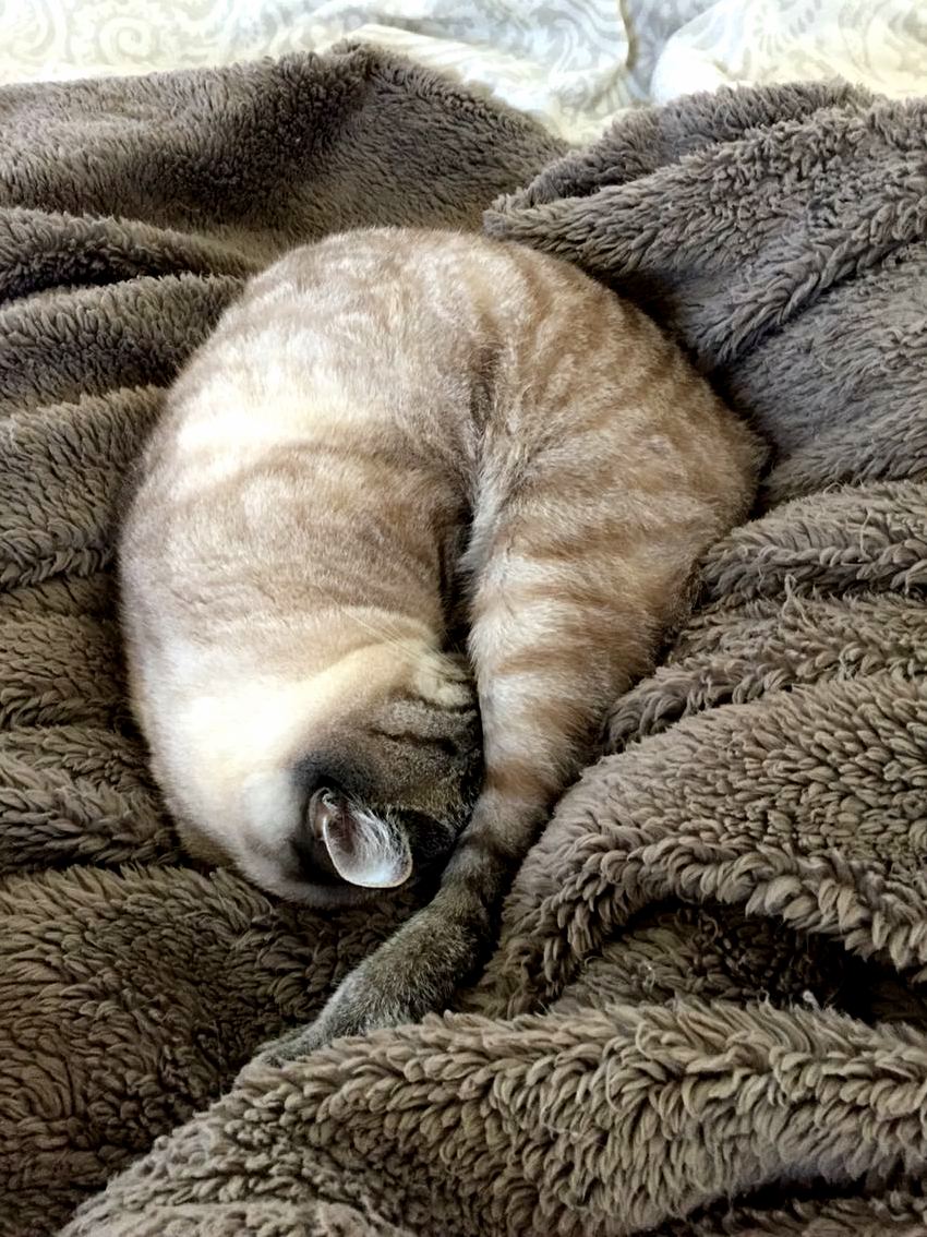 http://cutecatshq.com/wp-content/uploads/2016/05/This-is-my-cat-christopher-sleeping-like-a-croissant.jpg