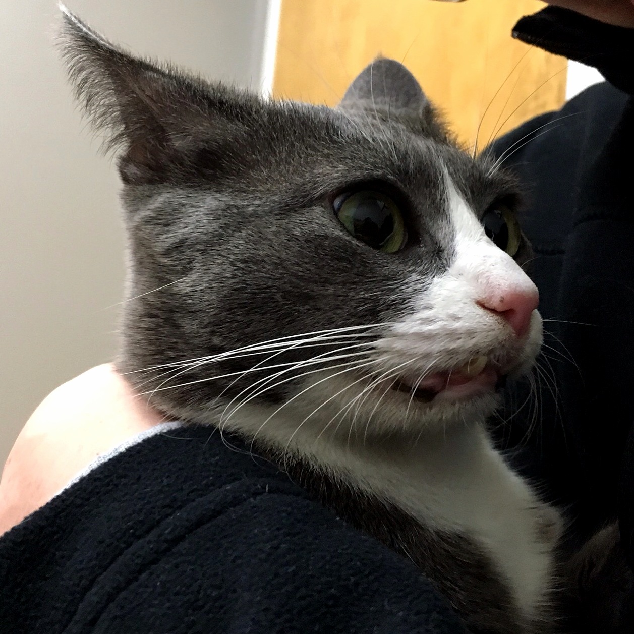 This was the actual expression on my cats face immediately after her rectal exam at the vet.
