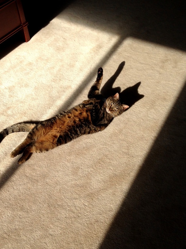 Tom tanning his underbelly while sunbathing