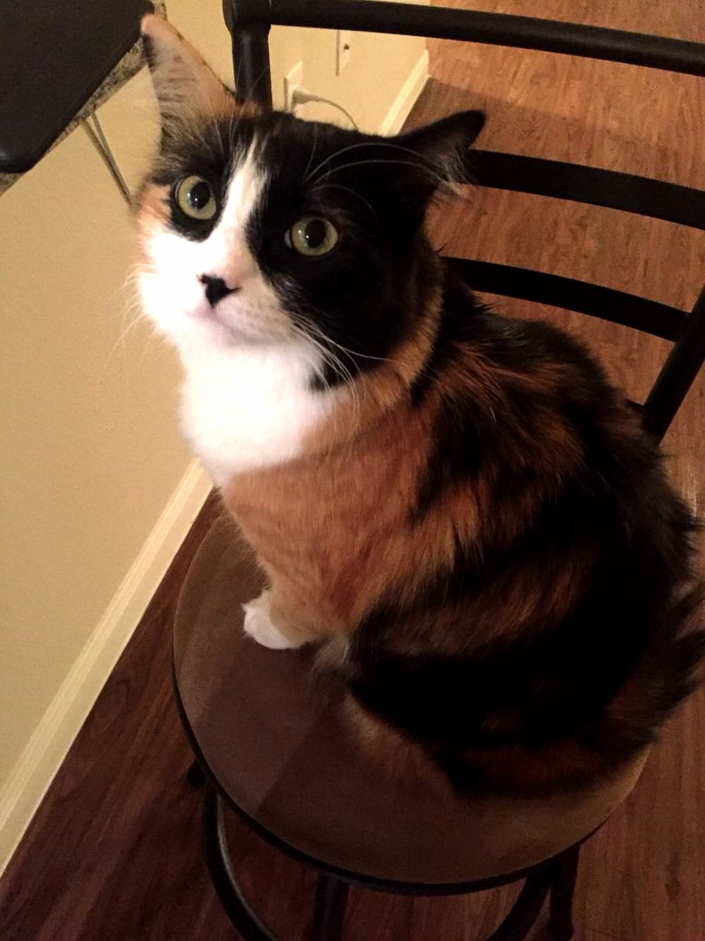 We are moving and have no other furniture out besides two chairs the cat has claimed one of them.