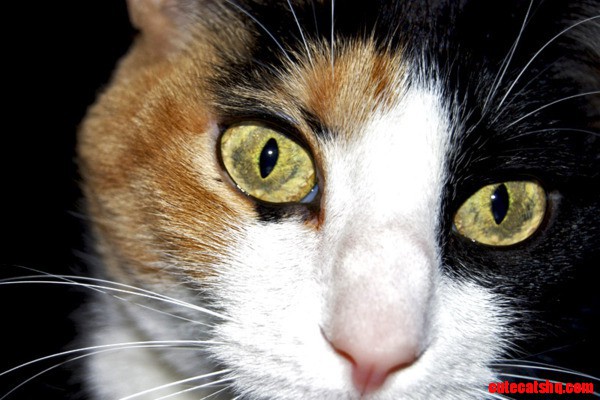 Calico cat