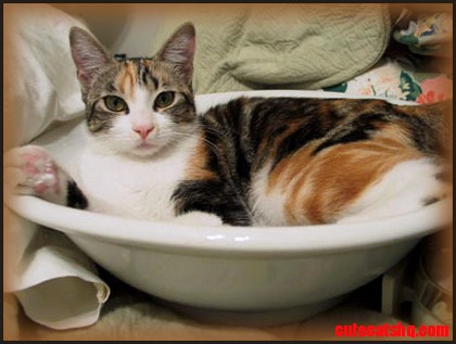Calico cat