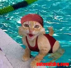 Cat in a Pool