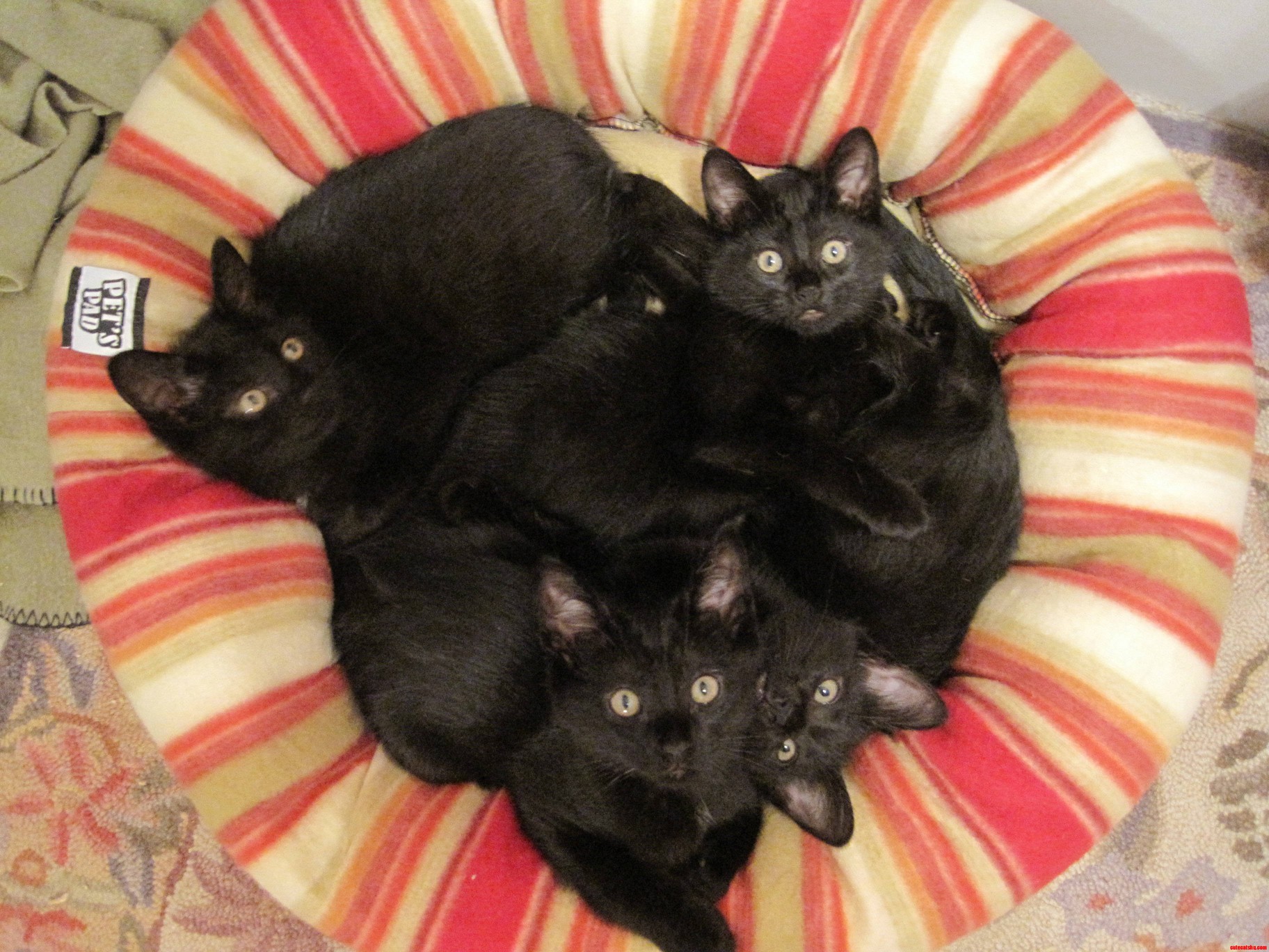 Cute Black Kittens