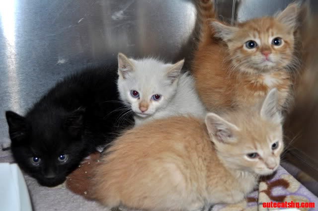 Cute Little Kittens