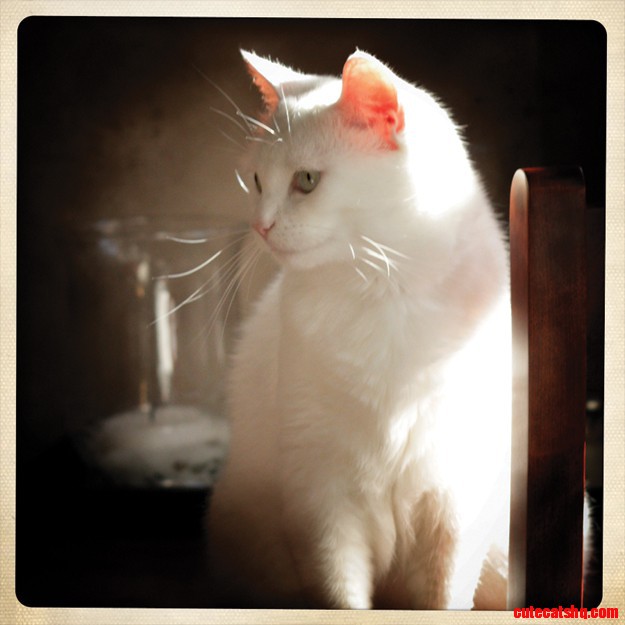 Grey cat