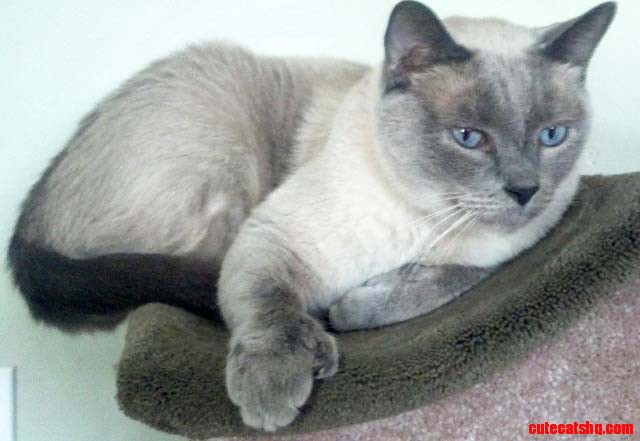 Grey cat