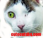 Tabby cat