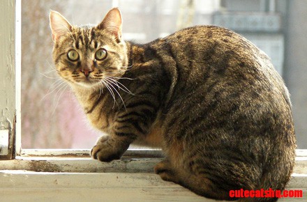 Grey cat