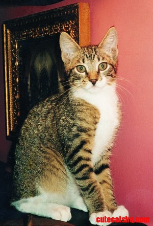 Grey cat