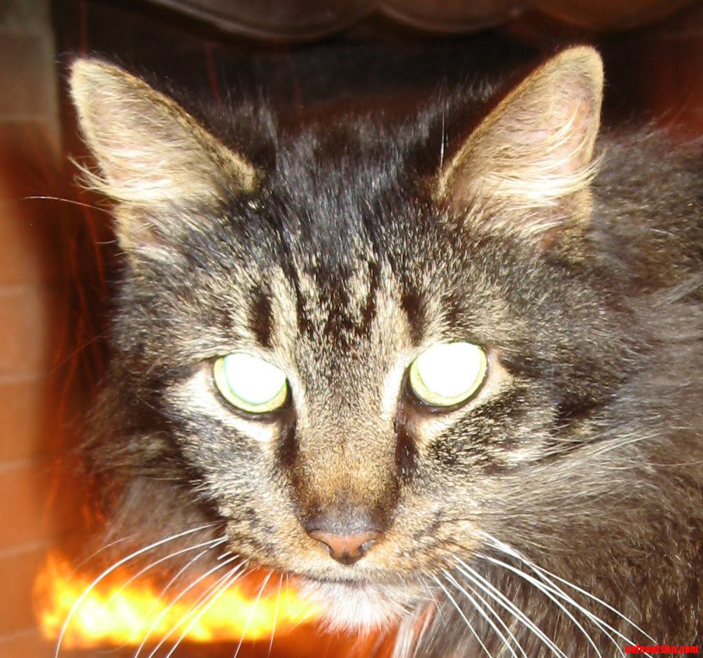 Grey cat