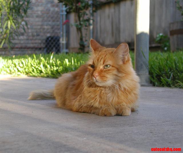 Just Like a Lion