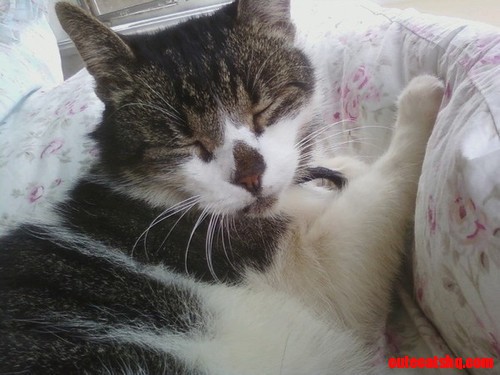 Tabby cat