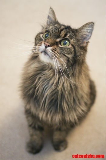 Grey cat