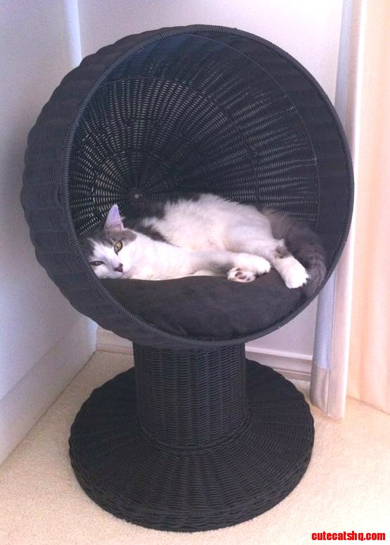 Grey cat