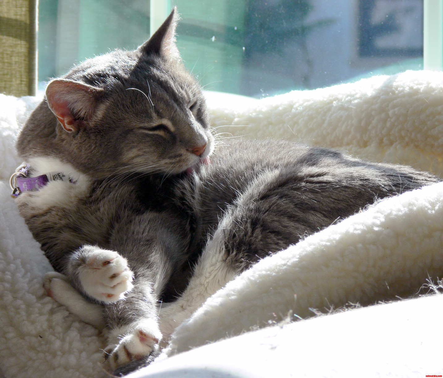 Grey cat