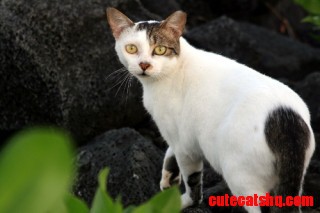 Wild Life