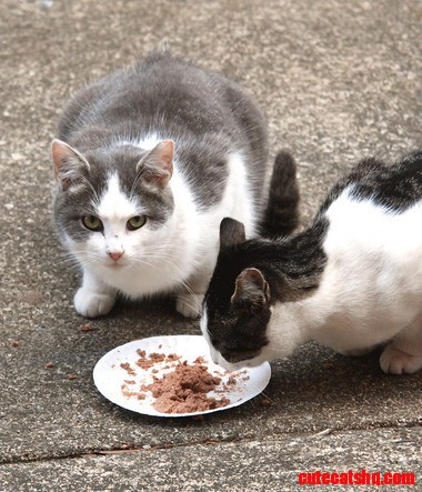 Feral Cats 0135.jpg