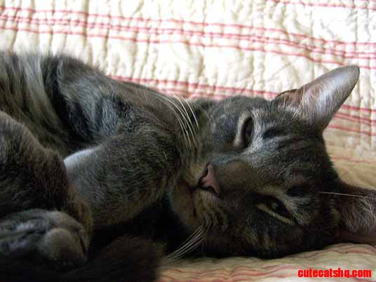 Cute Kitty-cat