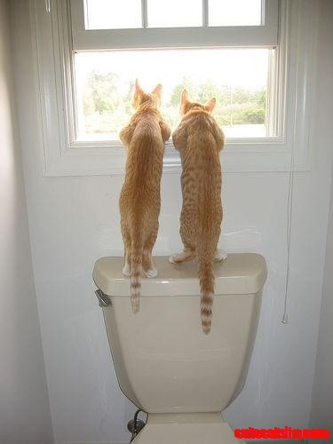 2 Cute Cats Checking Out Outside