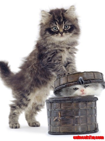 2 Cute Kitties