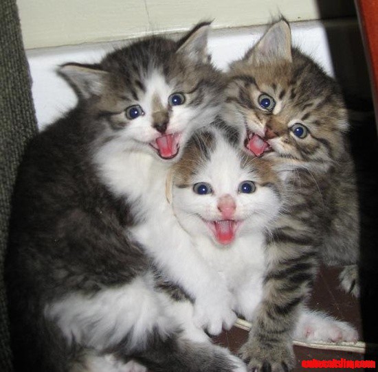 3 Adorable Kittens