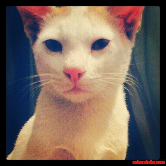 A Cat's Eyes, Says Everything.