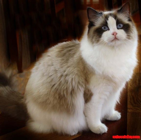 A Cuty Ragdoll Cat.