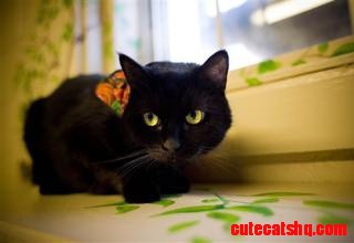 Absolutely Beautiful Cat