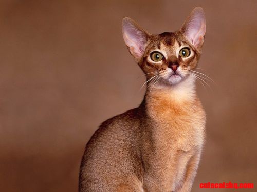 Abyssinian