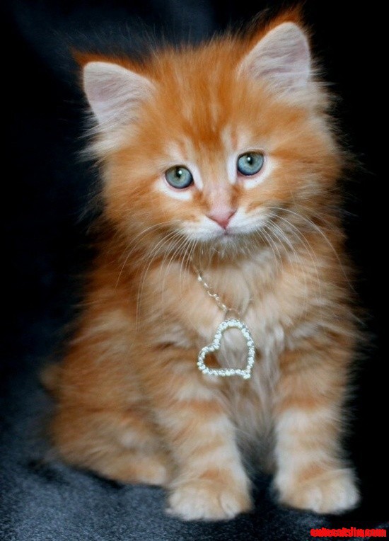 Adorable Kitten Love