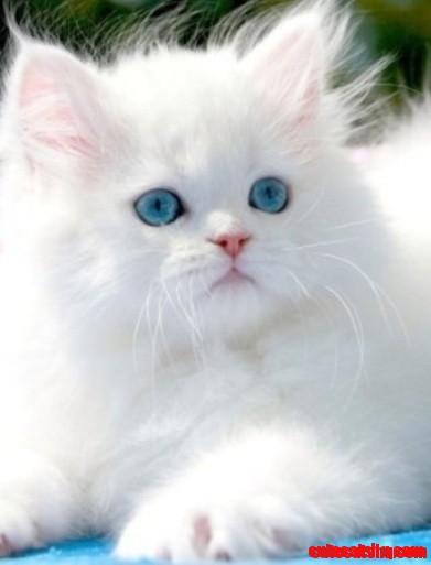 Adorable Kitten with Blue Eyes